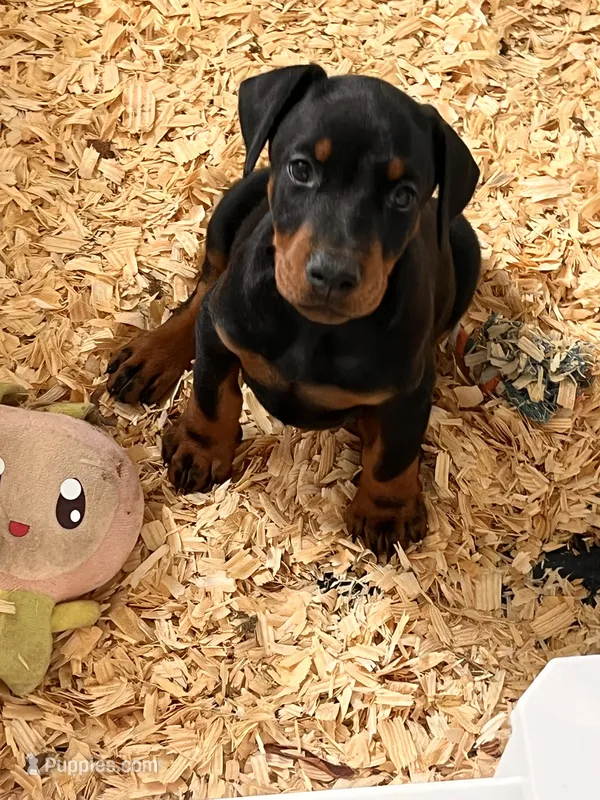 European Doberman puppy  – Doberman Pinscher puppy for sale in Cleveland, TX