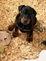 European Doberman female puppy , a female Doberman Pinscher for sale in Cleveland, TX – 1 of 9