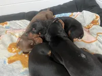 European Doberman puppy , a male Doberman Pinscher for sale in Cleveland, TX – 4 of 8