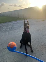 Male European Doberman puppy, a male Doberman Pinscher for sale in Cleveland, TX – 6 of 8