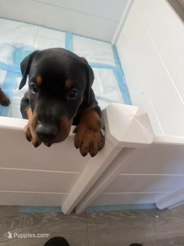 Male European Doberman puppy – Doberman Pinscher puppy for sale in Cleveland, TX