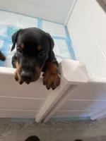 Male European Doberman puppy, a male Doberman Pinscher for sale in Cleveland, TX – 1 of 8