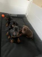 European Doberman puppy , a female Doberman Pinscher for sale in Cleveland, TX – 2 of 7