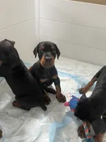 Male European Doberman puppy, a male Doberman Pinscher for sale in Cleveland, TX – 3 of 8