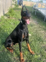 European Doberman puppy , a female Doberman Pinscher for sale in Cleveland, TX – 6 of 7