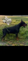 Male European Doberman puppy, a male Doberman Pinscher for sale in Cleveland, TX – 5 of 8