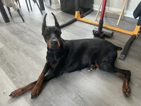 European Doberman puppy , a female Doberman Pinscher for sale in Cleveland, TX – 7 of 7