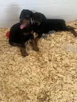 European Doberman female puppy , a female Doberman Pinscher for sale in Cleveland, TX – 2 of 9