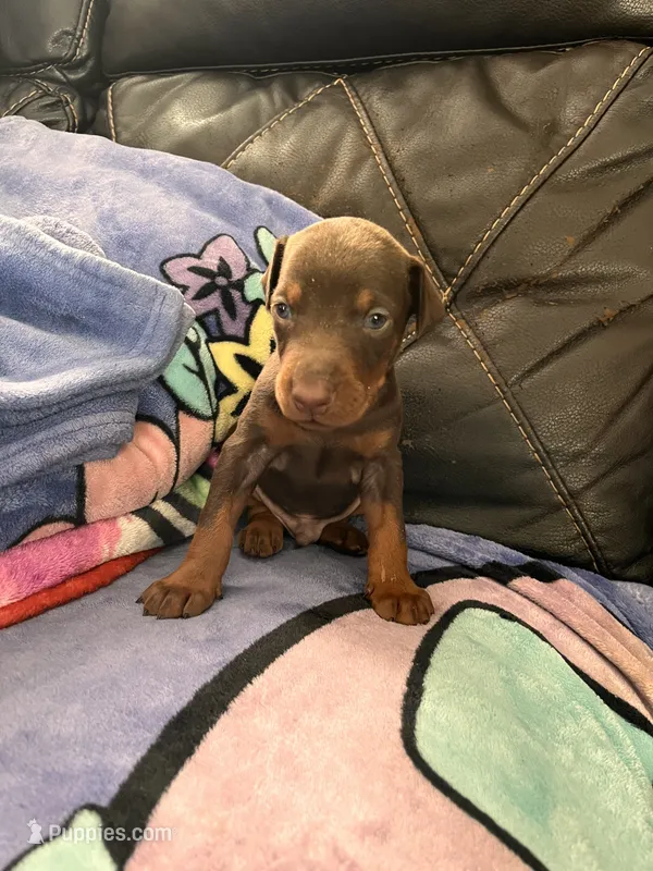 European Doberman puppy  – Doberman Pinscher puppy for sale in Cleveland, TX