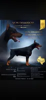 European Doberman puppy , a male Doberman Pinscher for sale in Cleveland, TX – 5 of 8