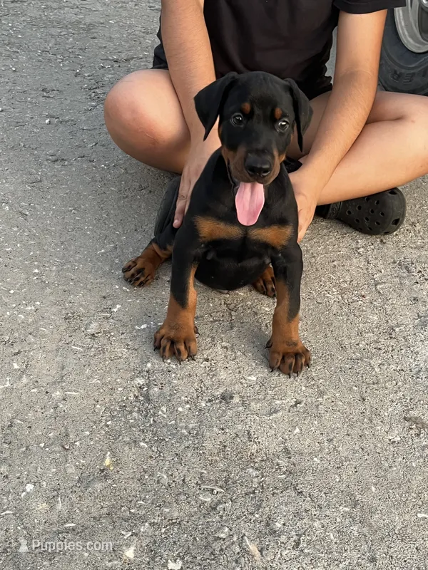 Male European Doberman puppy – Doberman Pinscher puppy for sale in Cleveland, TX
