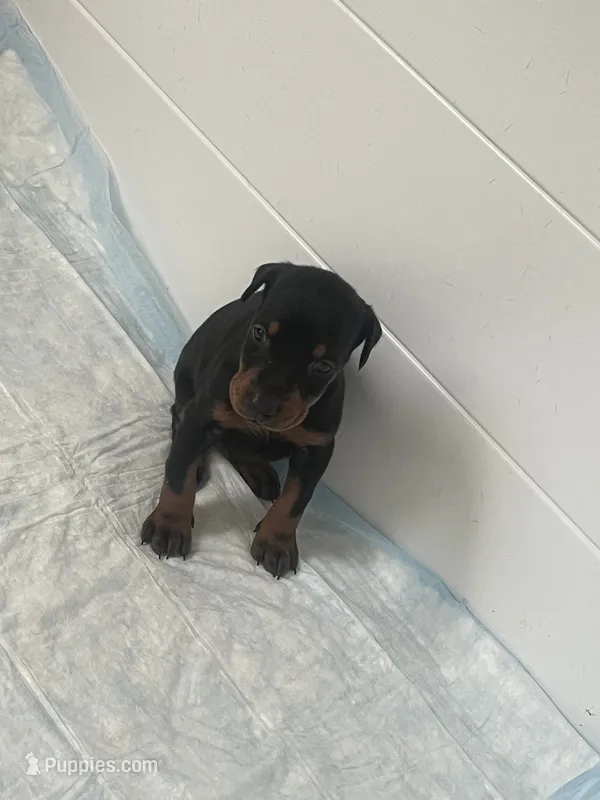 European Doberman puppy  – Doberman Pinscher puppy for sale in Cleveland, TX
