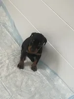 European Doberman puppy , a female Doberman Pinscher for sale in Cleveland, TX – 1 of 7
