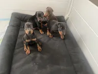 European Doberman puppy , a male Doberman Pinscher for sale in Cleveland, TX – 3 of 8