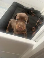 European Doberman puppy , a male Doberman Pinscher for sale in Cleveland, TX – 2 of 8