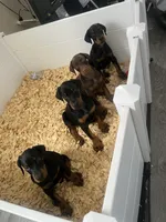 European Doberman female puppy , a female Doberman Pinscher for sale in Cleveland, TX – 3 of 9