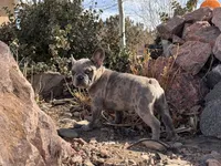 Puppy 1, a female French Bulldog for sale in Pueblo West, CO – Photo 1 of 9