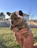 Puppy 1, a female French Bulldog for sale in Pueblo West, CO – Photo 7 of 9