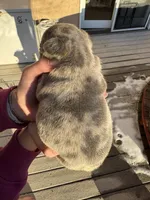 Puppy 1, a female French Bulldog for sale in Pueblo West, CO – Photo 8 of 9