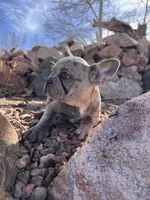 Puppy 1, a female French Bulldog for sale in Pueblo West, CO – Photo 2 of 9