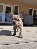 Puppy 1, a female French Bulldog for sale in Pueblo West, CO – Photo 3 of 9