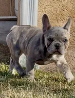 Puppy 1, a female French Bulldog for sale in Pueblo West, CO – Photo 5 of 9