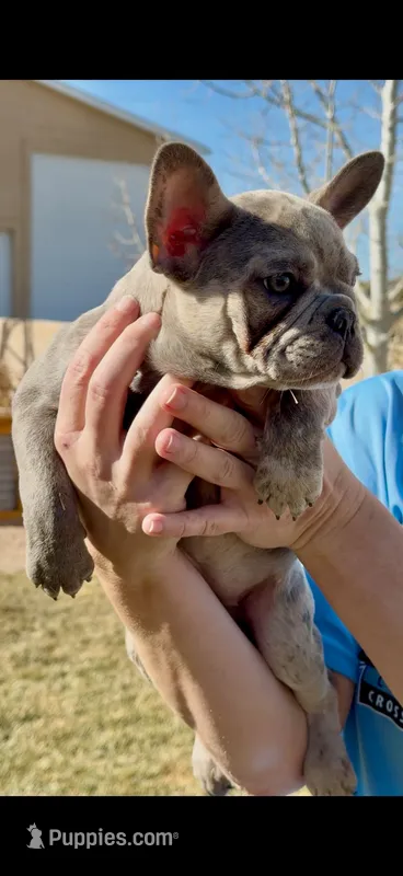 Puppy 1 – French Bulldog puppy for sale in Pueblo West, CO