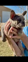 Puppy 1, a female French Bulldog for sale in Pueblo West, CO – Photo 4 of 9