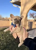 Puppy 2, a male French Bulldog for sale in Pueblo West, CO – Photo 1 of 5
