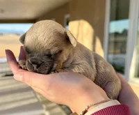 Puppy 2, a male French Bulldog for sale in Pueblo West, CO – Photo 4 of 5