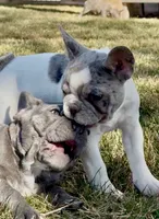 Puppy 4, a female French Bulldog for sale in Pueblo West, CO – Photo 3 of 7