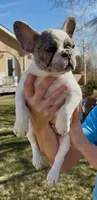 Puppy 4, a female French Bulldog for sale in Pueblo West, CO – Photo 1 of 7