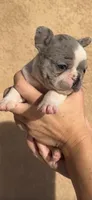 Puppy 4, a female French Bulldog for sale in Pueblo West, CO – Photo 6 of 7