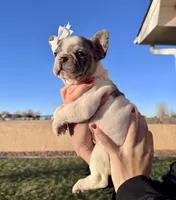 Puppy 4, a female French Bulldog for sale in Pueblo West, CO – Photo 5 of 7