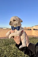 Puppy 5, a male French Bulldog for sale in Pueblo West, CO – Photo 7 of 8