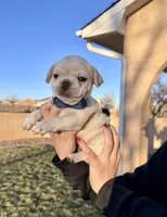 Puppy 5, a male French Bulldog for sale in Pueblo West, CO – Photo 6 of 8