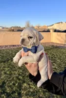 Puppy 5, a male French Bulldog for sale in Pueblo West, CO – Photo 5 of 8