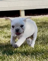 Puppy 5, a male French Bulldog for sale in Pueblo West, CO – Photo 3 of 8