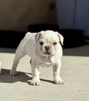 Puppy 5, a male French Bulldog for sale in Pueblo West, CO – Photo 4 of 8