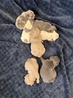 Puppy 6, a male French Bulldog for sale in Pueblo West, CO – Photo 9 of 9