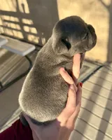 Puppy 7, a male French Bulldog for sale in Pueblo West, CO – Photo 4 of 5