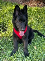 Eugina, a female German Shepherd Dog for sale in Fort Lauderdale, FL – 4 of 5