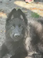 Nika, a female German Shepherd Dog for sale in Fort Lauderdale, FL – 4 of 6