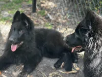 Nika, a female German Shepherd Dog for sale in Fort Lauderdale, FL – 6 of 6