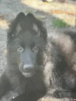 Nika, a female German Shepherd Dog for sale in Fort Lauderdale, FL – 3 of 6
