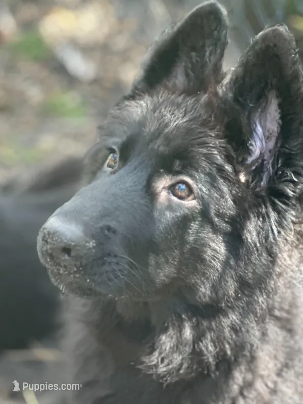 Nika – German Shepherd Dog puppy for sale in Fort Lauderdale, FL