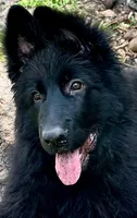 Nika, a female German Shepherd Dog for sale in Fort Lauderdale, FL – 5 of 6