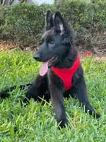 Eugina, a female German Shepherd Dog for sale in Fort Lauderdale, FL – 3 of 5
