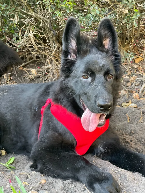 Eugina – German Shepherd Dog puppy for sale in Fort Lauderdale, FL
