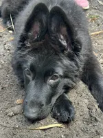 Eugina, a female German Shepherd Dog for sale in Fort Lauderdale, FL – 2 of 5